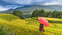 Vietnam's insurance premium revenue dips 4.3% in Q1