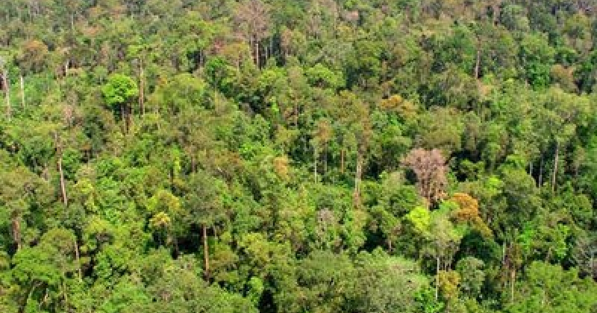 Singapore Airlines Hands Donations To Save Rainforests 